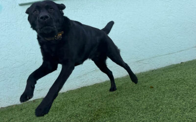 Why Your Dog Comes When Called Until Something Better Appears