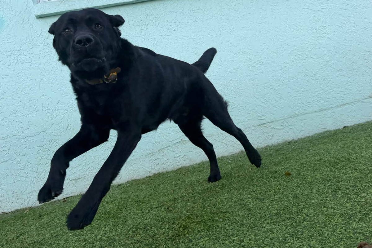 Why Your Dog Comes When Called Until Something Better Appears