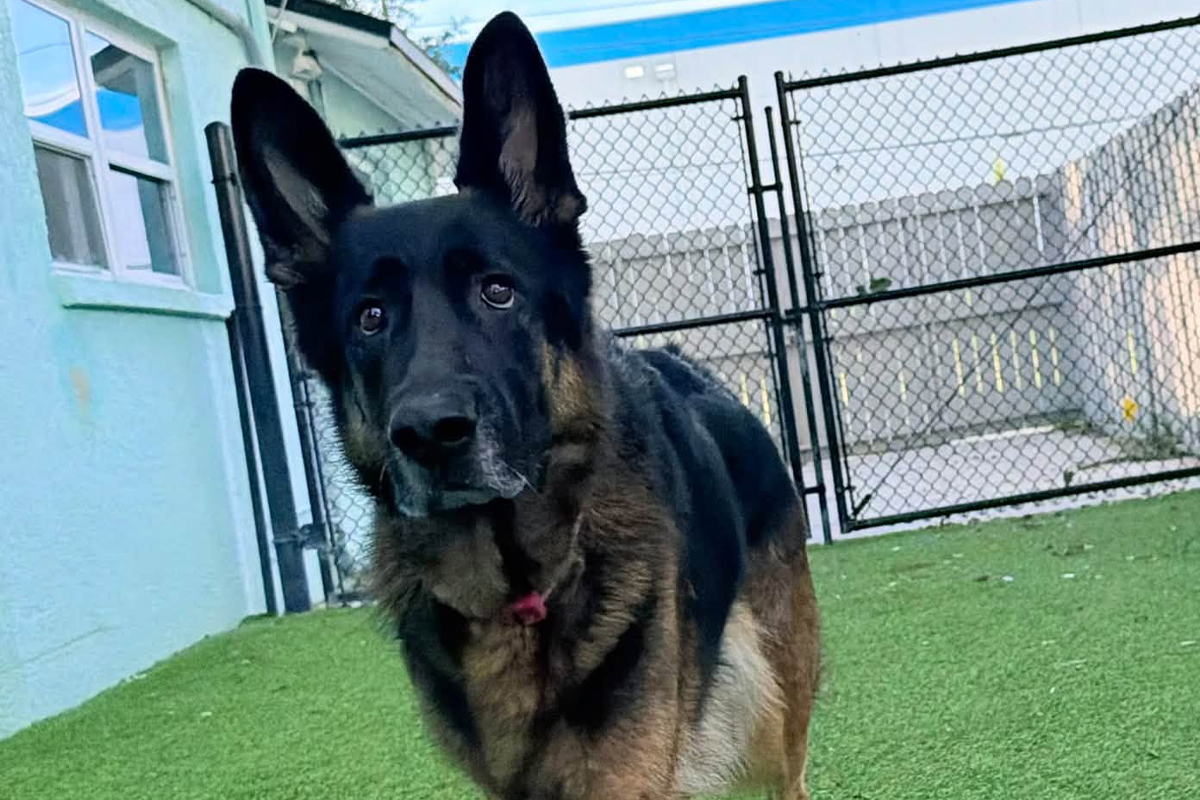 Why Your Dog Listens at Home but Ignores You Everywhere Else