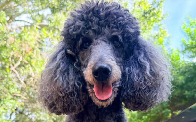 Why Your Dog Needs Better Engagement Before More Distractions