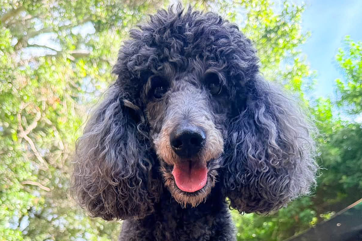 Why Your Dog Needs Better Engagement Before More Distractions