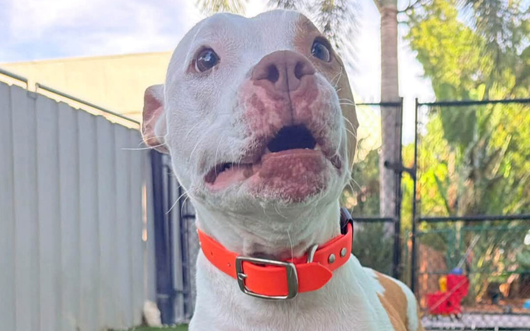 Teaching Your Dog to Stay Calm When Another Dog Barks Nearby