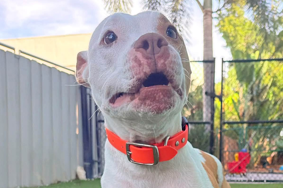 Teaching Your Dog to Stay Calm When Another Dog Barks Nearby