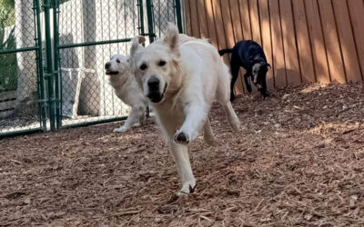 Why Dogs Need Clear Endings to Play and Attention