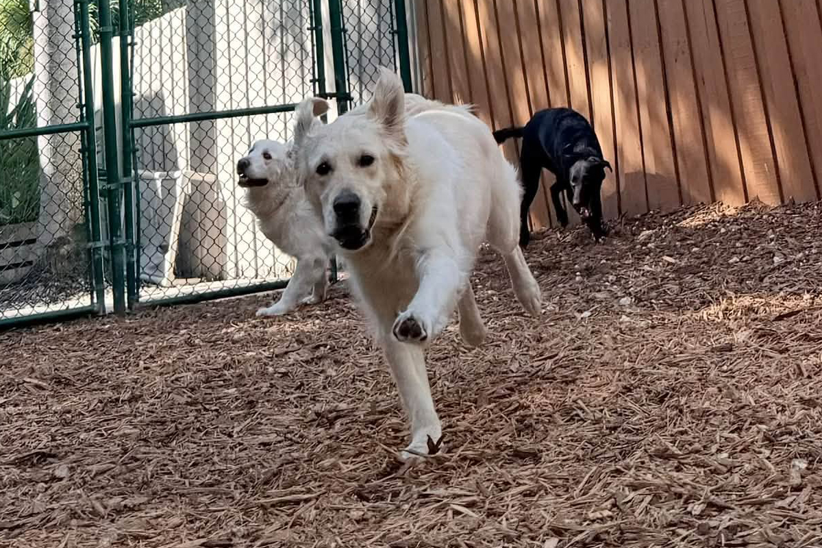 Why Dogs Need Clear Endings to Play and Attention