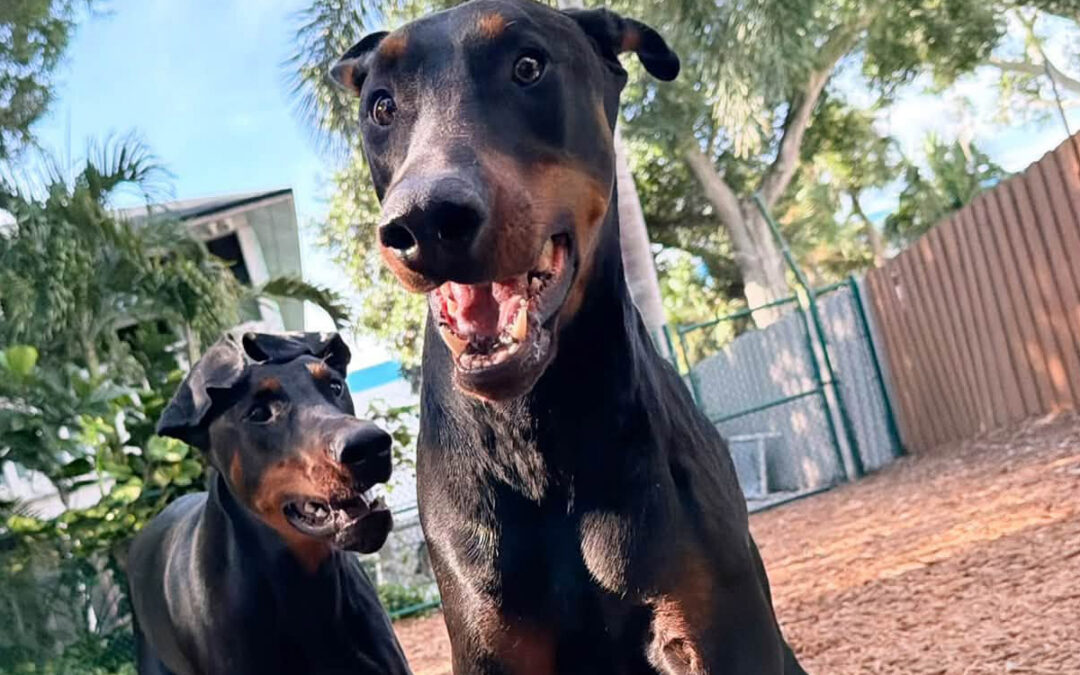 Why Dogs Need Training in More Than One Environment