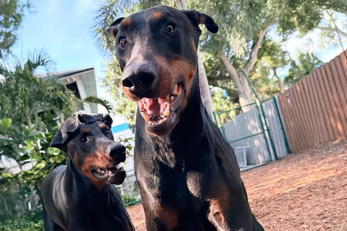 Why Dogs Need Training in More Than One Environment