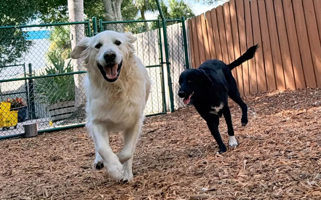 How to Improve Your Dog’s Response Around Other Dogs
