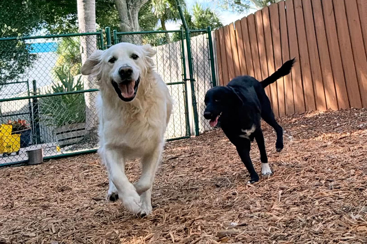 How to Improve Your Dog’s Response Around Other Dogs