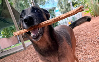 Why Giving Your Dog Everything They Ask For Can Create Behavior Problems