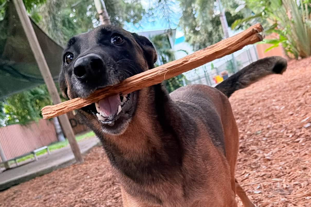 Why Giving Your Dog Everything They Ask For Can Create Behavior Problems