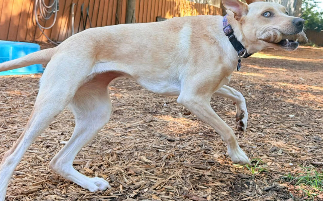 How to Know When Your Dog Is Ready for More Freedom