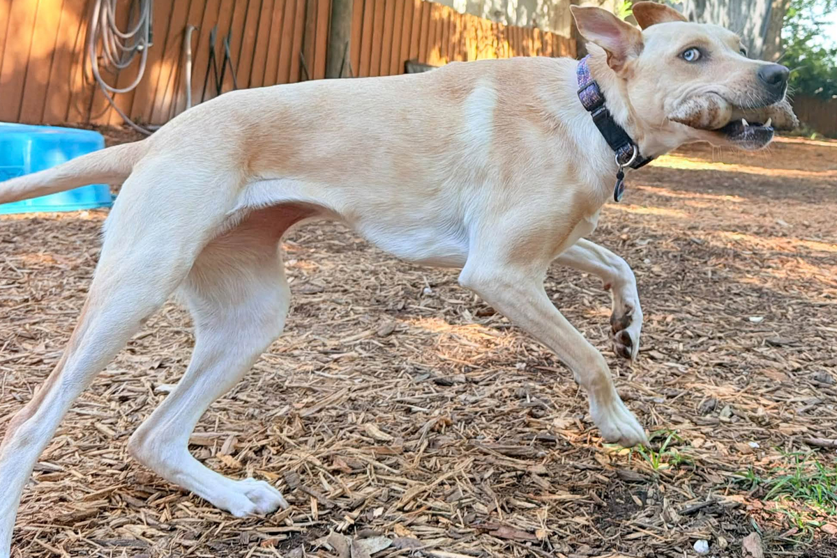 How to Know When Your Dog Is Ready for More Freedom