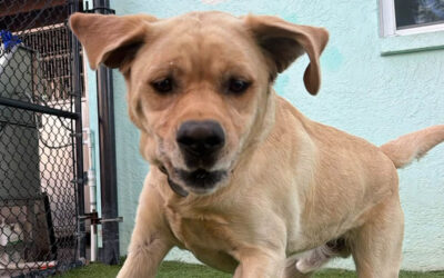 How to Stop Your Dog From Interrupting Conversations