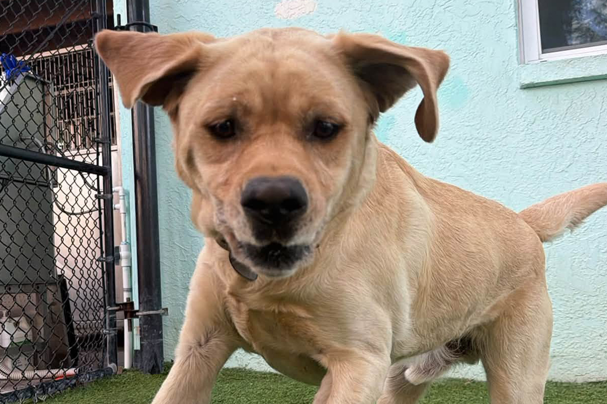 How to Stop Your Dog From Interrupting Conversations