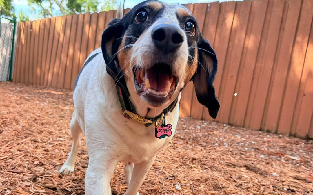 How to Teach Your Dog to Respond the First Time You Ask