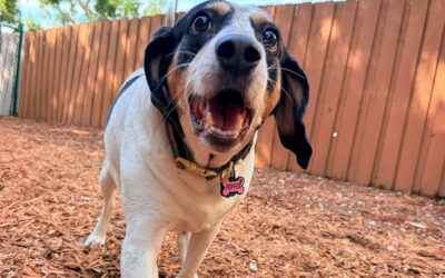 How to Teach Your Dog to Respond the First Time You Ask
