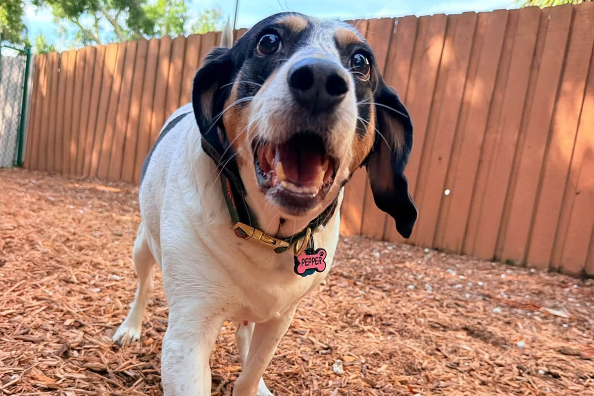 How to Teach Your Dog to Respond the First Time You Ask