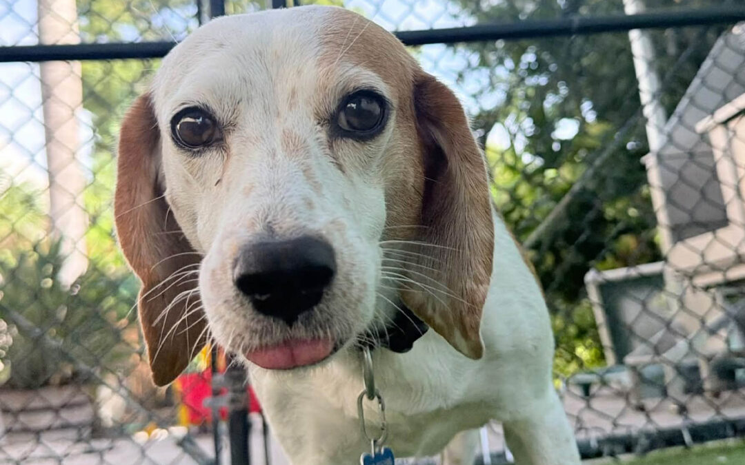 How to Teach Your Dog to Spend Time Alone Without Becoming Restless