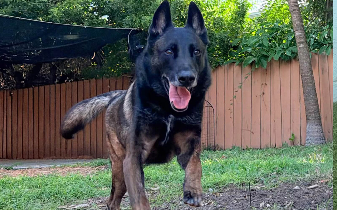 Teaching Your Dog to Stay Focused Around Moving Distractions