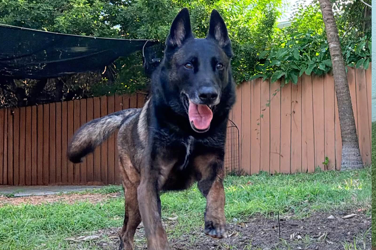 Teaching Your Dog to Stay Focused Around Moving Distractions