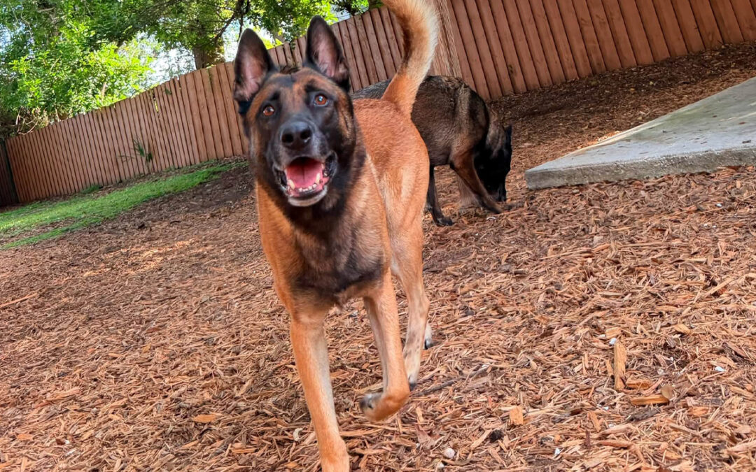 Teaching Your Dog to Stay Calm While Family Members Come and Go