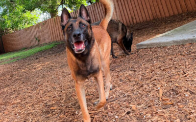 Teaching Your Dog to Stay Calm While Family Members Come and Go