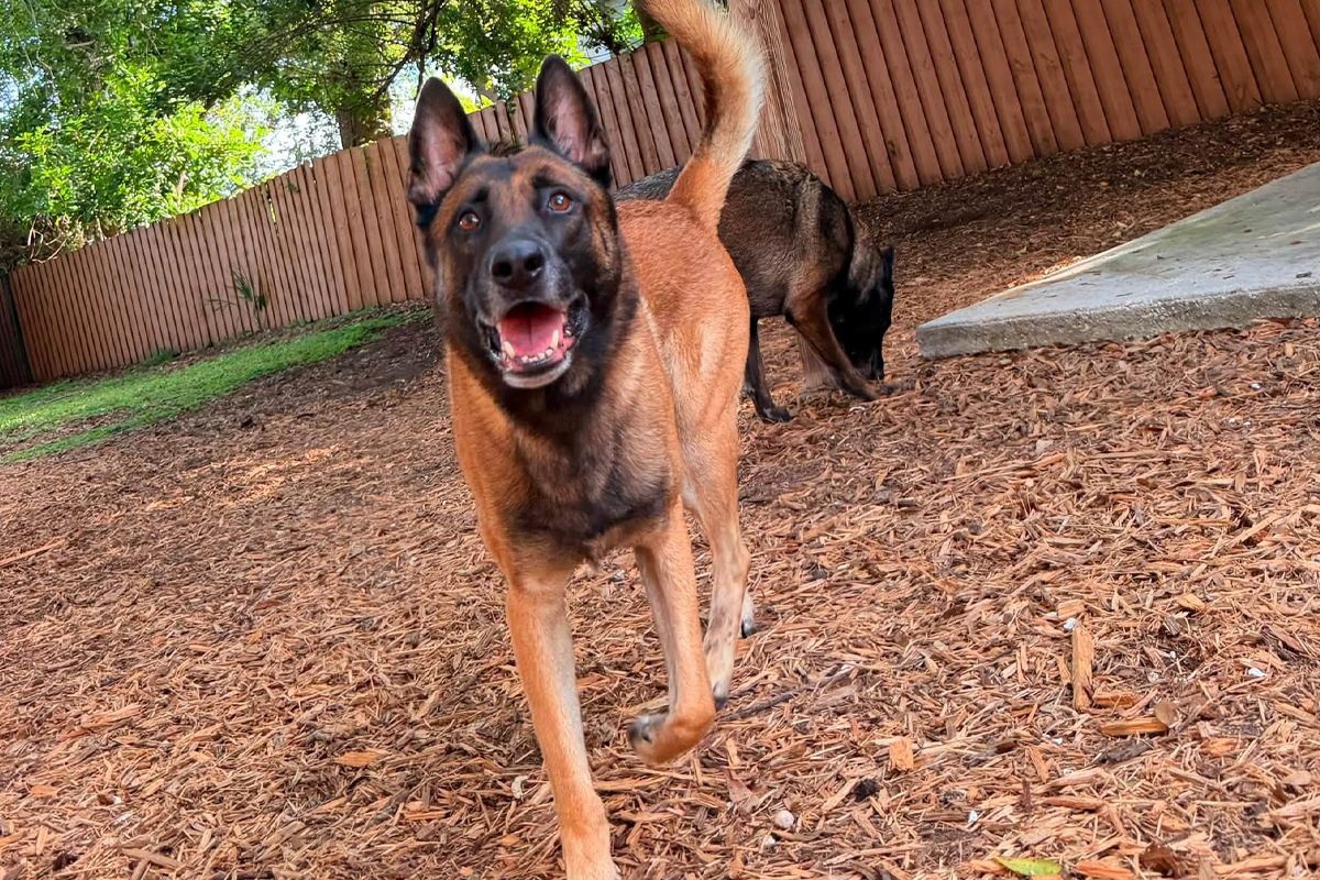 Teaching Your Dog to Stay Calm While Family Members Come and Go