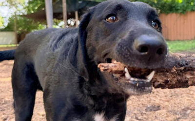 Teaching Your Dog to Stay Calm While You Prepare Their Food