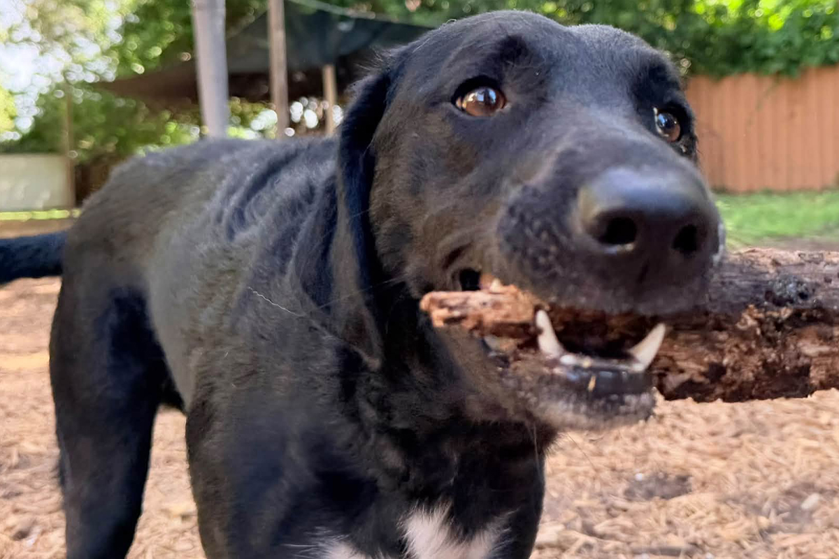 Teaching Your Dog to Stay Calm While You Prepare Their Food