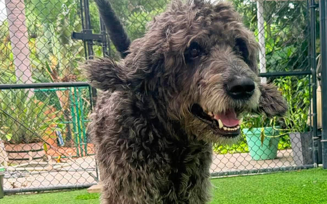 How to Stop Your Dog From Stealing Household Items for Attention
