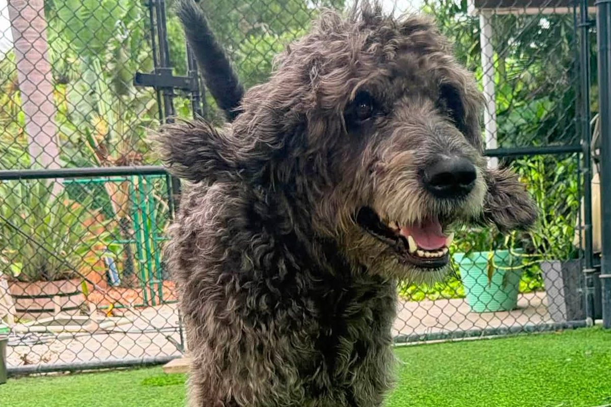 How to Stop Your Dog From Stealing Household Items for Attention