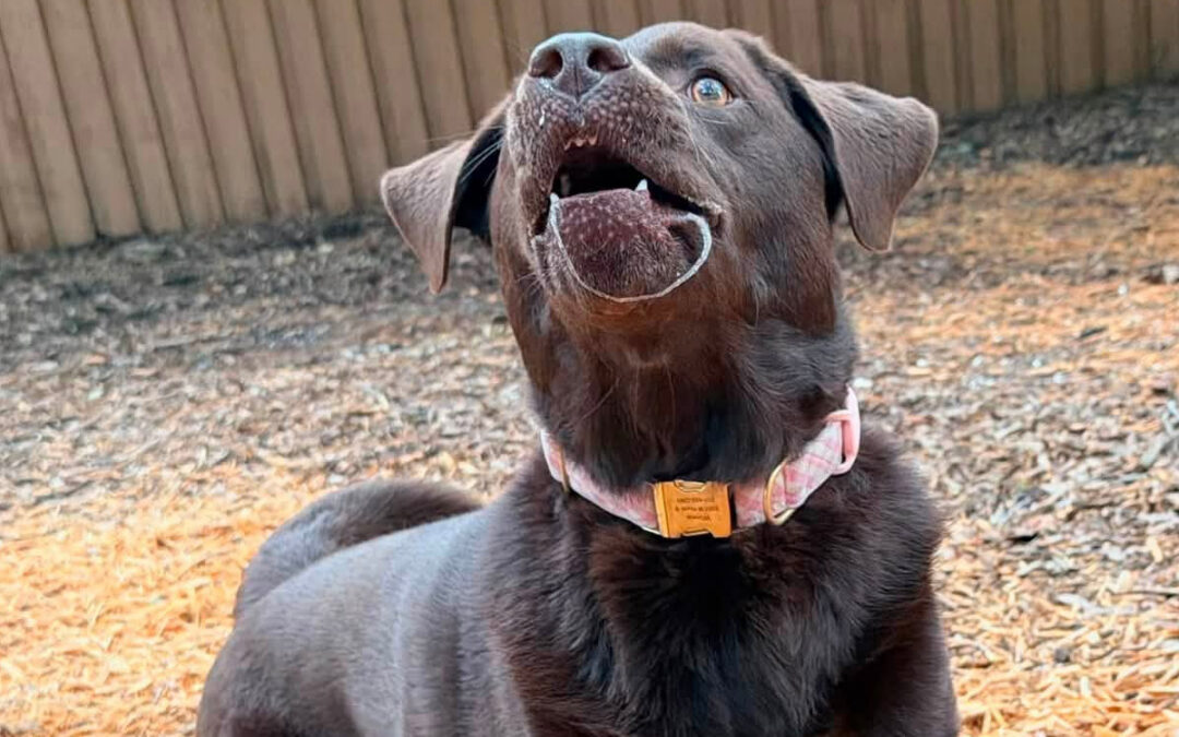 Why Dogs Struggle When Every Family Member Trains Differently