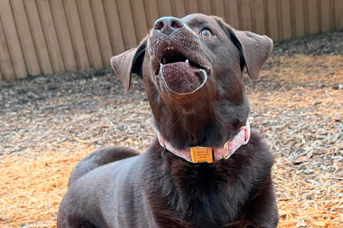 Why Dogs Struggle When Every Family Member Trains Differently